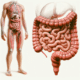 Understanding the warning signals of leaky gut syndrome